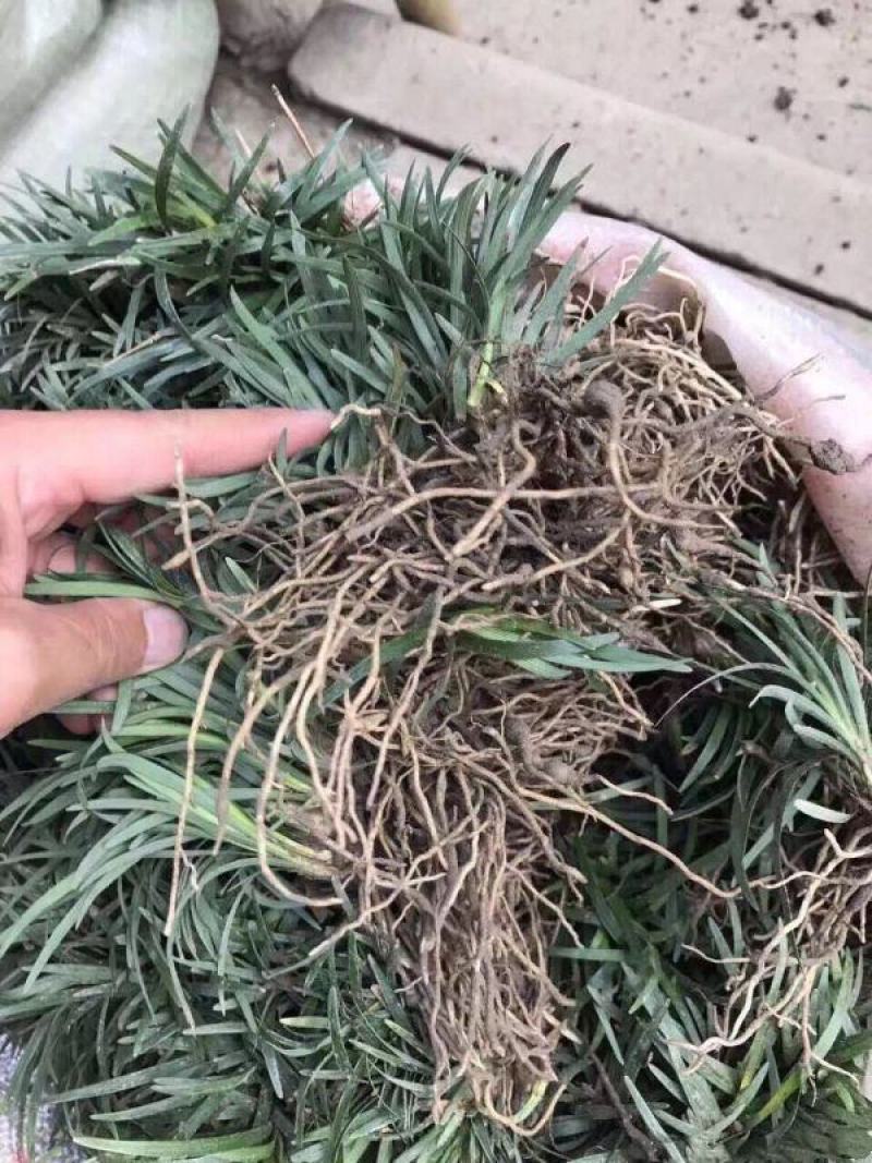 玉龙草苗