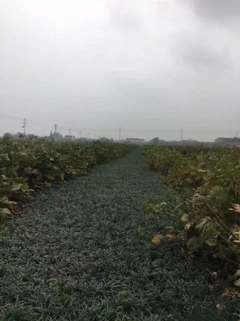 玉龙草苗