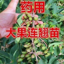 山西药用3号大果连翘苗荒地山坡南北方药用大果连翘苗批发