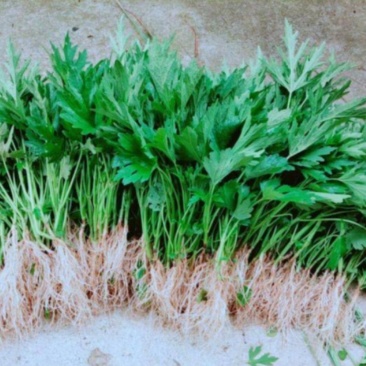 益母草苗