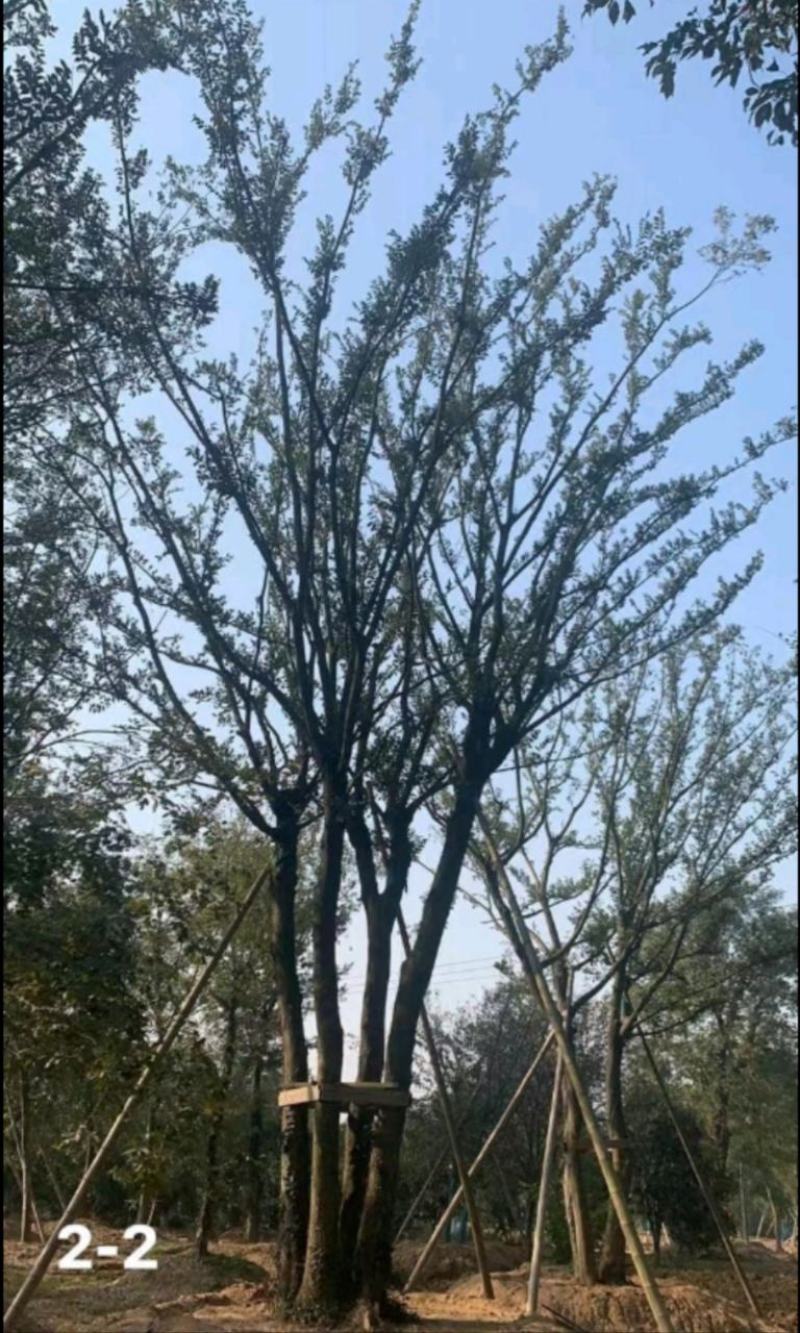 小叶朴树