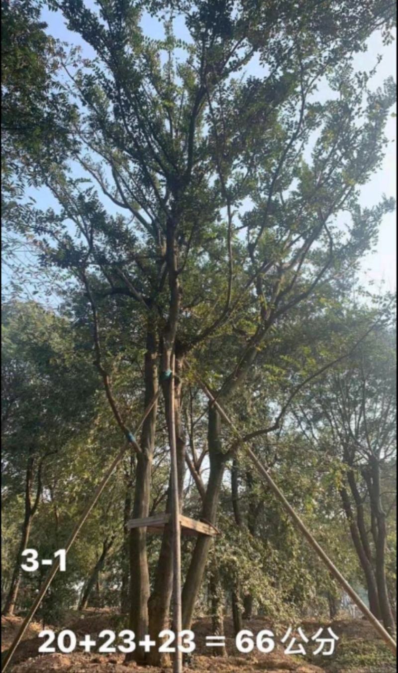 小叶朴树