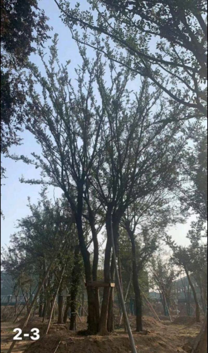 小叶朴树