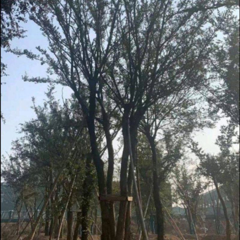 小叶朴树