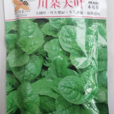 木耳菜种子川朵大叶木耳菜大圆叶厚肉生长迅速鲜香味浓