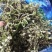 山东精品野生荠菜，更香味更好吃，支持视频看货