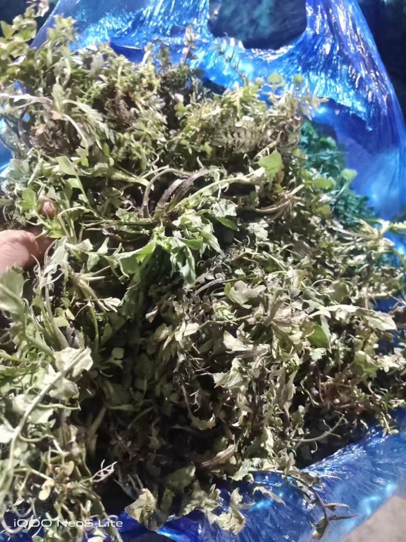 山东精品野生荠菜，更香味更好吃，支持视频看货