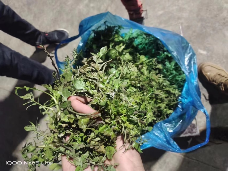 山东精品野生荠菜，更香味更好吃，支持视频看货