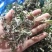 山东精品野生荠菜，更香味更好吃，支持视频看货