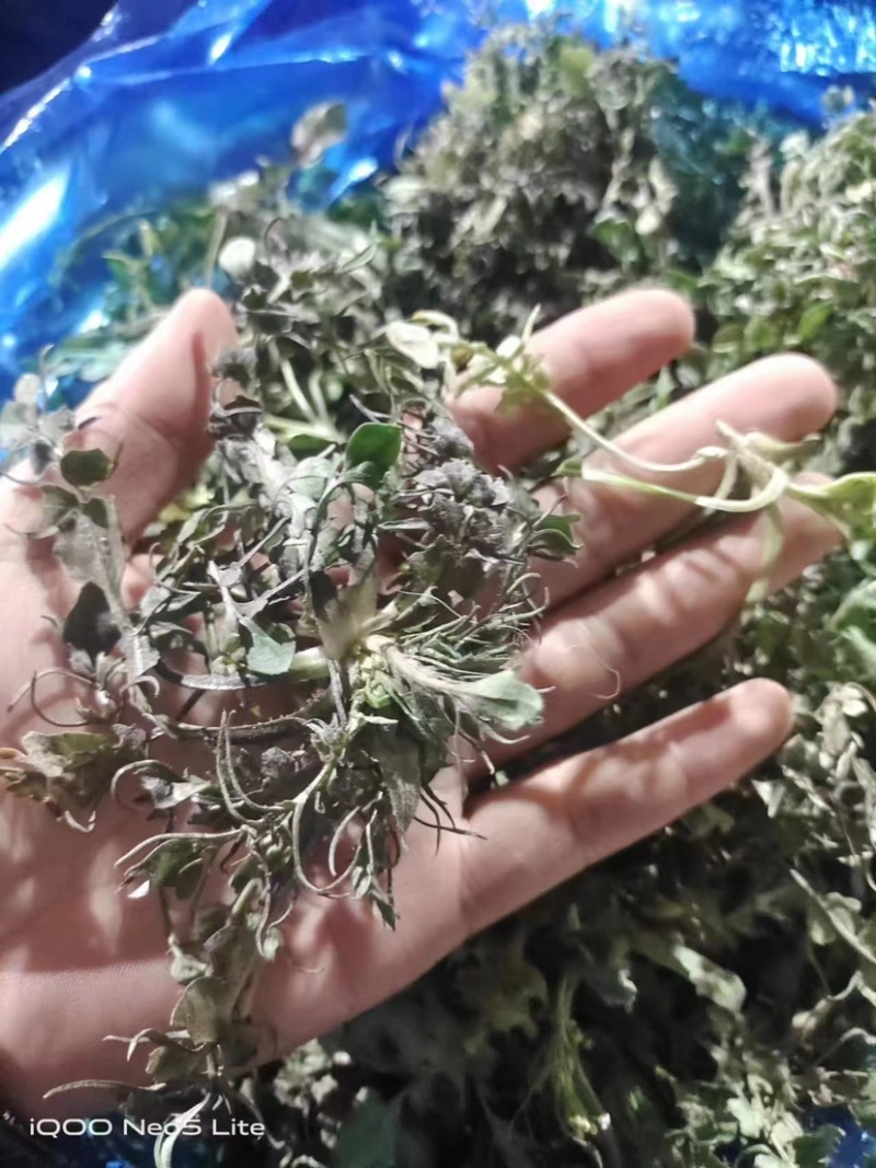 山东精品野生荠菜，更香味更好吃，支持视频看货