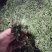 山东精品野生荠菜，更香味更好吃，支持视频看货