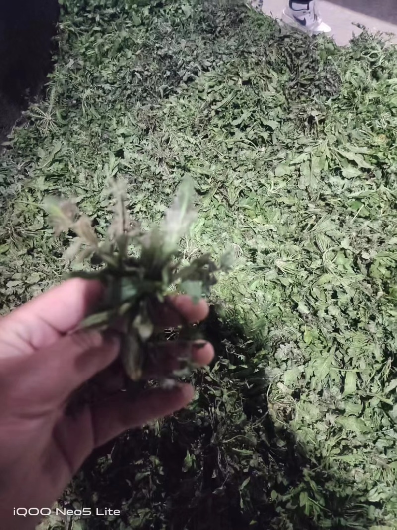 山东精品野生荠菜，更香味更好吃，支持视频看货