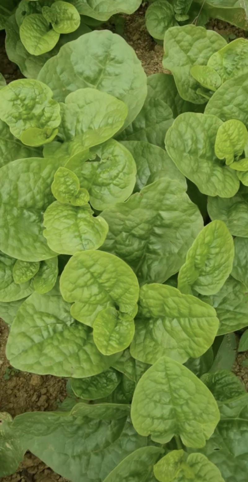 木耳菜种子川朵大叶木耳菜大圆叶厚肉生长迅速鲜香味浓