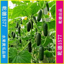 乾德1577、全雌黑油亮玛莎类型黄瓜种子、秋延、早春好品
