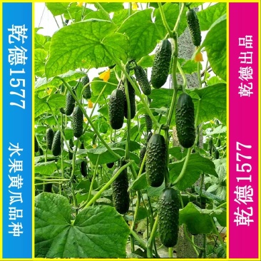 乾德1577、全雌黑油亮玛莎类型黄瓜种子、秋延、早春好品