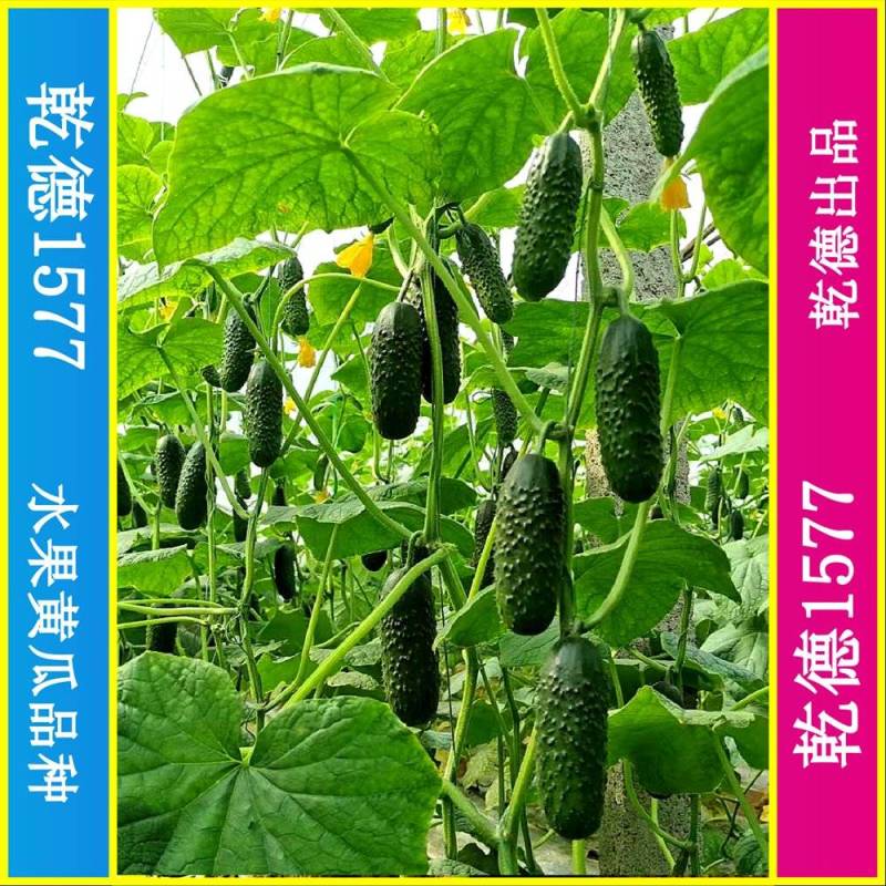 乾德1577、全雌黑油亮玛莎类型黄瓜种子、秋延、早春好品