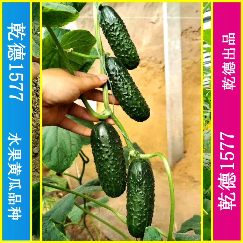 乾德1577、全雌黑油亮玛莎类型黄瓜种子、秋延、早春好品