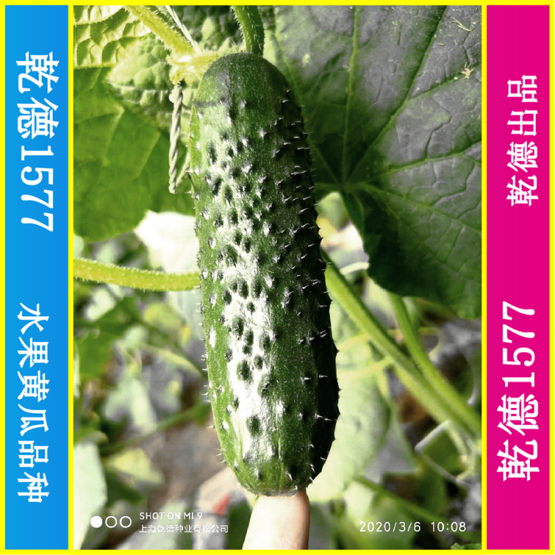 乾德1577、全雌黑油亮玛莎类型黄瓜种子、秋延、早春好品