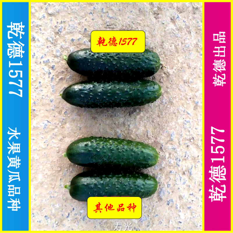 乾德1577、全雌黑油亮玛莎类型黄瓜种子、秋延、早春好品