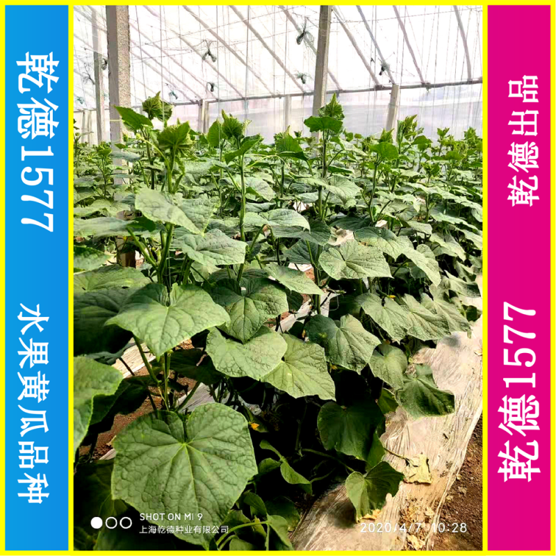 乾德1577、全雌黑油亮玛莎类型黄瓜种子、秋延、早春好品