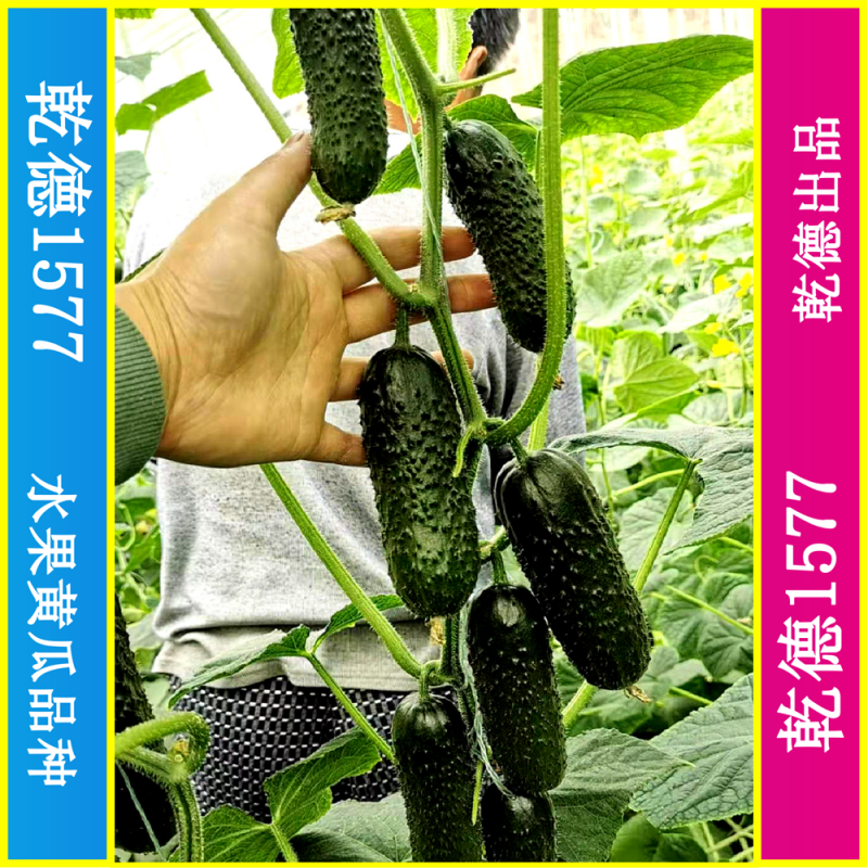 乾德1577、全雌黑油亮玛莎类型黄瓜种子、秋延、早春好品