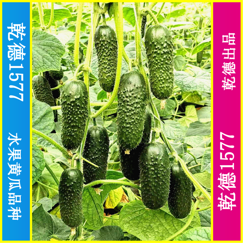 乾德1577、全雌黑油亮玛莎类型黄瓜种子、秋延、早春好品