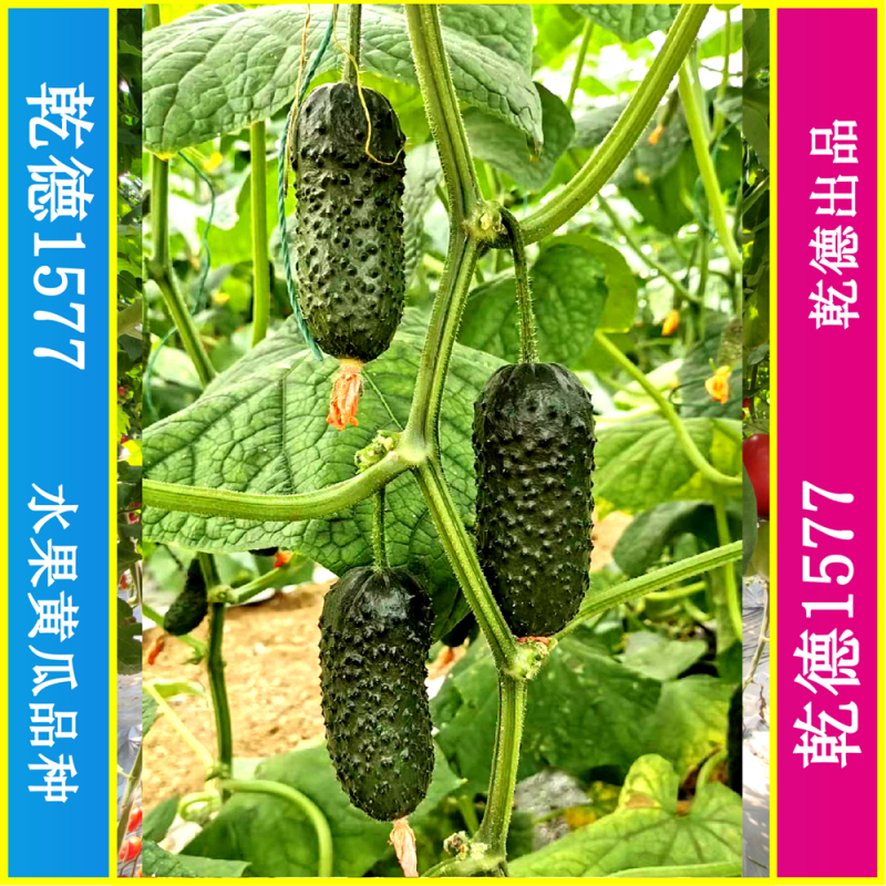 乾德1577、全雌黑油亮玛莎类型黄瓜种子、秋延、早春好品