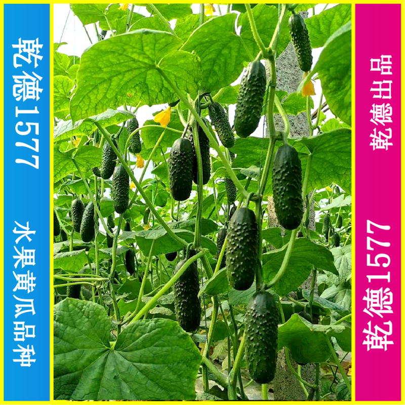 乾德1577、全雌黑油亮玛莎类型黄瓜种子、秋延、早春好品