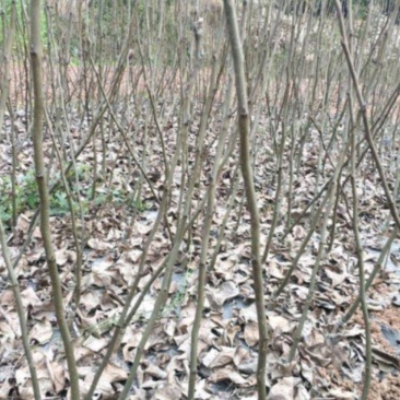 梨树