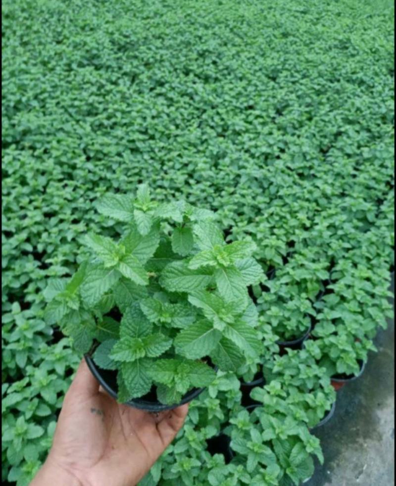 薄荷苗