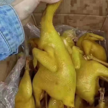 盐焗鸡手撕鸡白切鸡7成熟全熟都是现货批发
