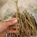 仙进俸荔枝条，荔枝条苗，仙进俸，中国红，桂味荔枝苗。