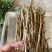 仙进俸荔枝条，荔枝条苗，仙进俸，中国红，桂味荔枝苗。