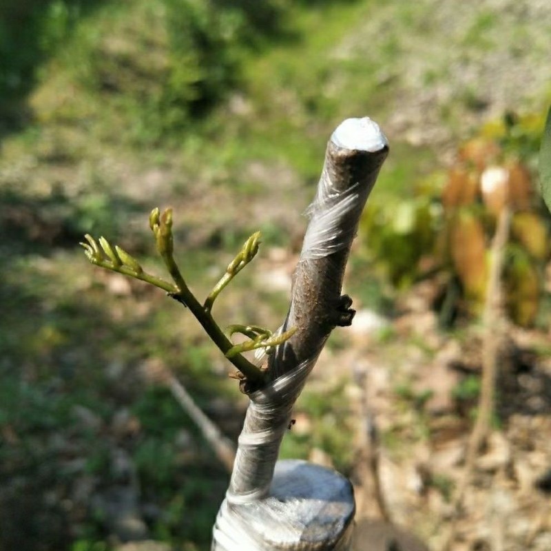 仙进俸荔枝条，荔枝条苗，仙进俸，中国红，桂味荔枝苗。