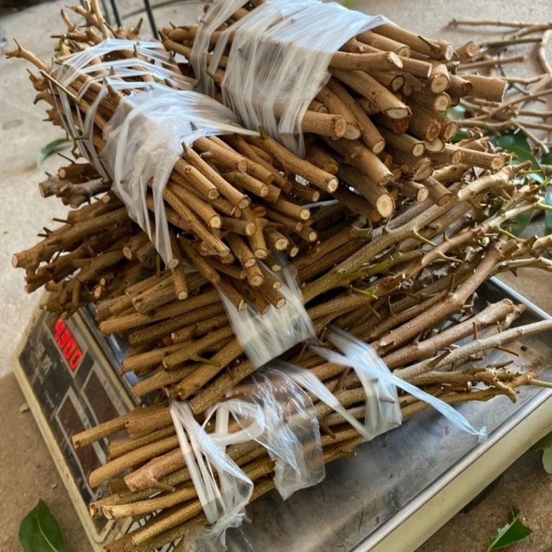 仙进俸荔枝条，荔枝条苗，仙进俸，中国红，桂味荔枝苗。