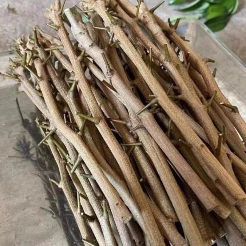 仙进俸荔枝条，荔枝条苗，仙进俸，中国红，桂味荔枝苗。