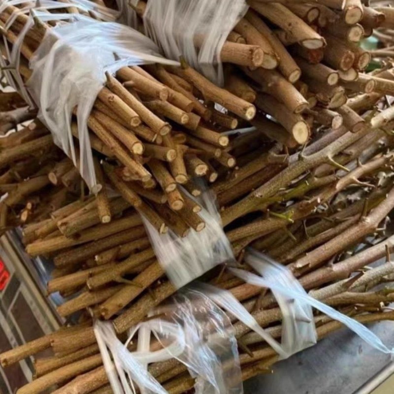 仙进俸荔枝条，荔枝条苗，仙进俸，中国红，桂味荔枝苗。