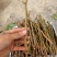 仙进俸荔枝条，荔枝条苗，仙进俸，中国红，桂味荔枝苗。