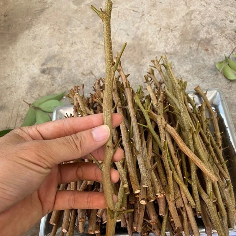 仙进俸荔枝条，荔枝条苗，仙进俸，中国红，桂味荔枝苗。