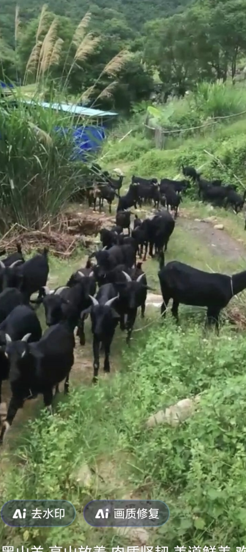 本地黑山羊肉