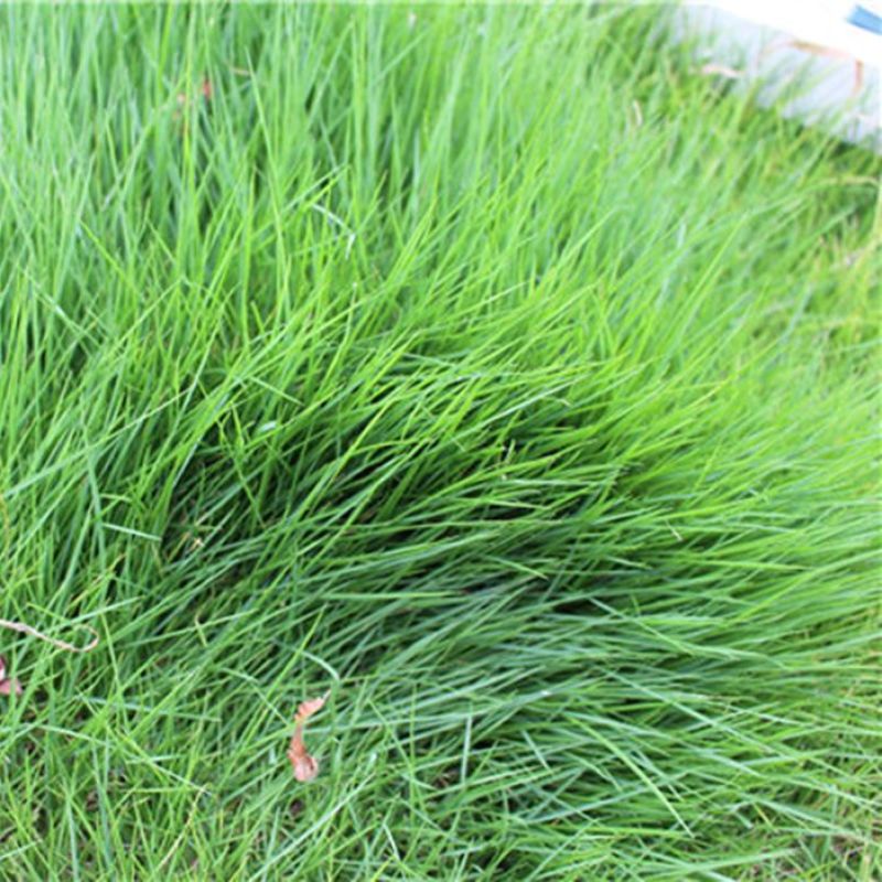 紫羊茅种子进口耐寒耐寒耐践踏草坪种子庭院护坡林下观赏草坪