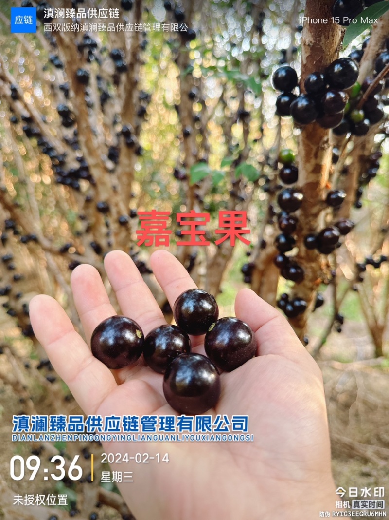 嘉宝果