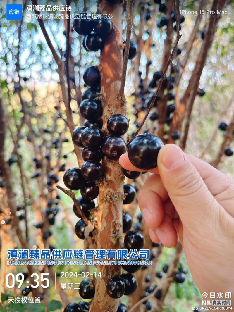 嘉宝果