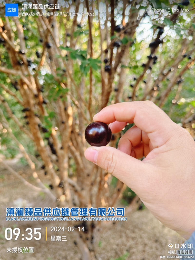 嘉宝果