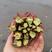 四川省大竹香椿芽，原产地直发、一手货源，代发