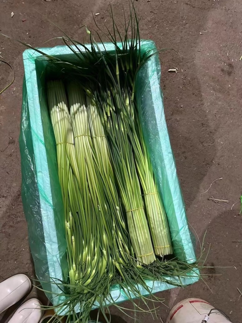 蒜苔