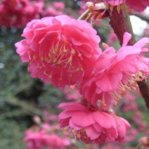 山樱花
