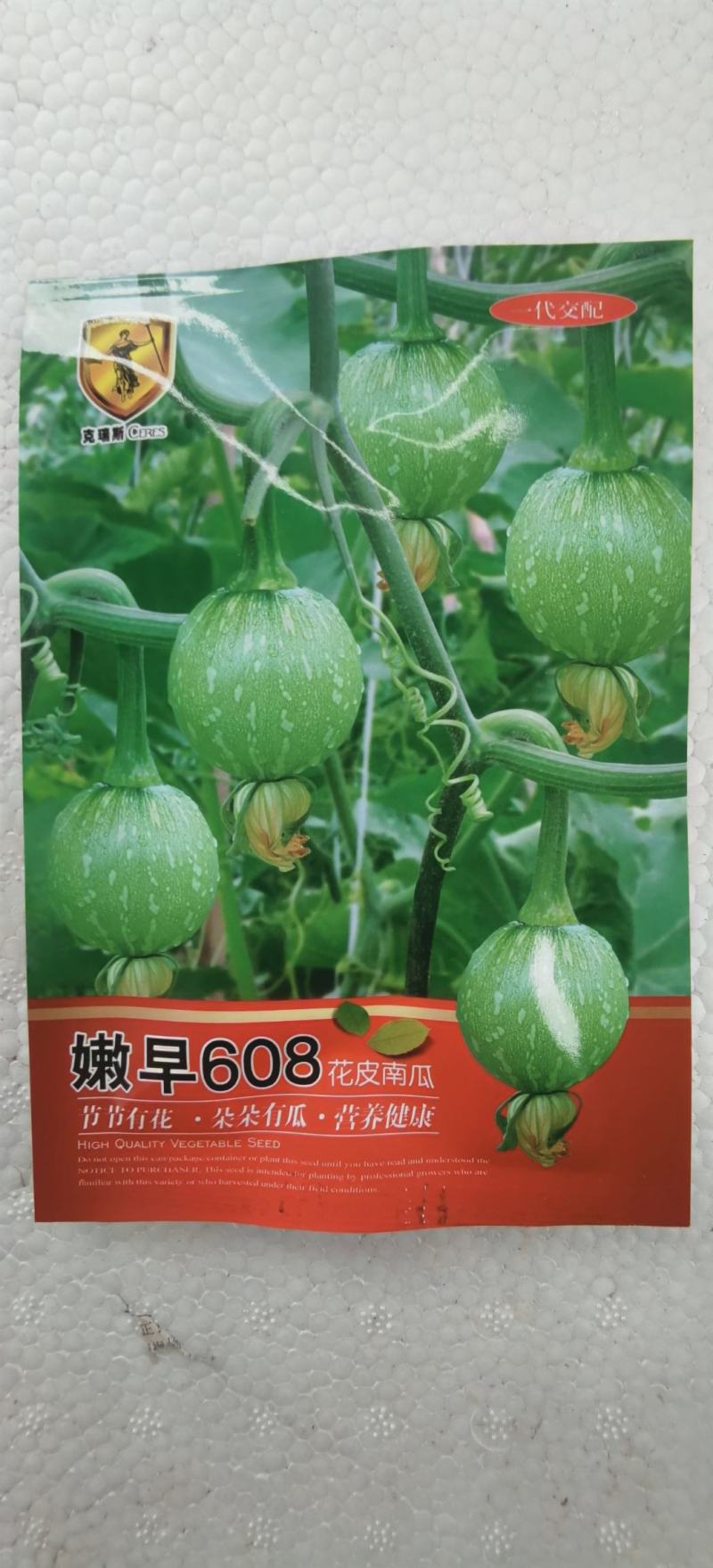早熟小南瓜种子嫩早608瓜圆色靓结得多品质好