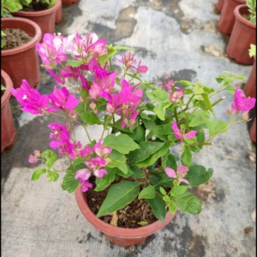 酸蝶花
