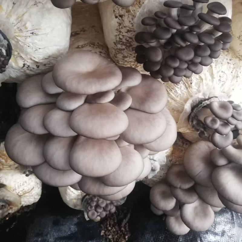 云南曲靖鲜平菇大量供应，基地生产量大从优，各种规格。